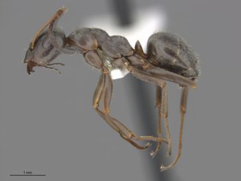 Media type: image;   Entomology 557641 Aspect: lateral